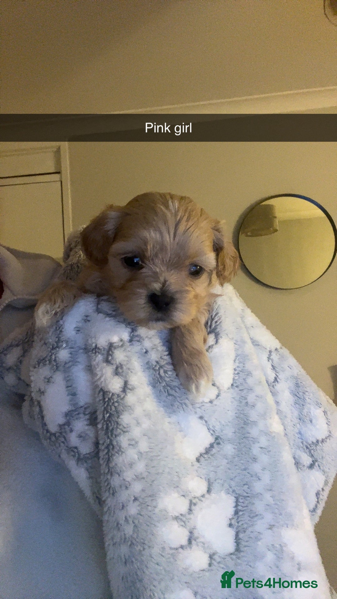 Shihpoo dogs for sale: Shihpoo puppies looking for homes - Image 9