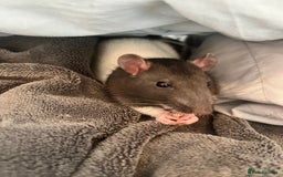 Rat rodents for sale: Unable to keep my boys due to moving  - Image 1
