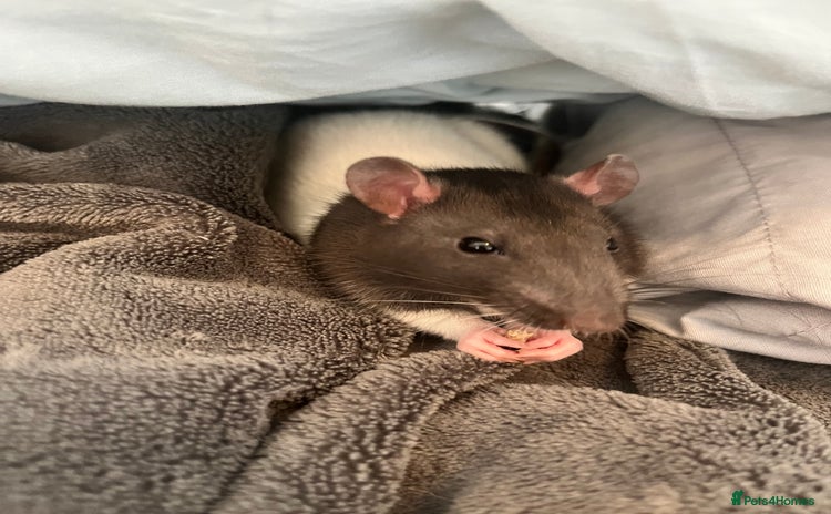 Rat rodents - Advert 1