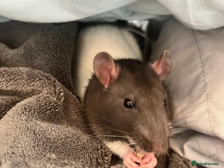 Rat rodents - Advert 13