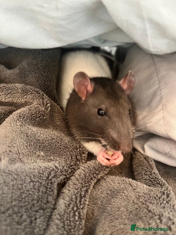 Rat rodents - Advert 1