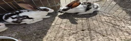 Mini Lop rabbits for sale: Rex/mini lop/mini lop x lion head bunnies. - Advert 3