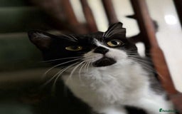 British Shorthair cats for sale: ritish Shorthair Active Breeding Queen (GCCF) - Image 2