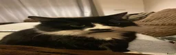 Mixed Breed cats for sale: Two male kittens  - Advert 3