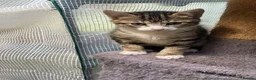 Mixed Breed cats for sale: Four little babies - Advert 17