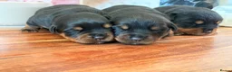 Rottweiler dogs for sale: Stocky Rottweiler pups  - Advert 9