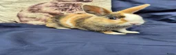 Mixed Breed rabbits for sale: 4 Netherland Dwarf x Dutch Babies - Advert 4