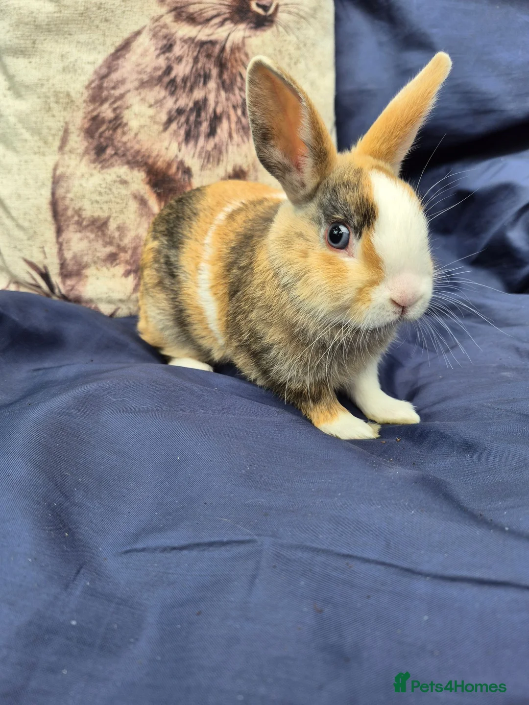 Mixed Breed rabbits for sale: 4 Netherland Dwarf x Dutch Babies - Advert 4