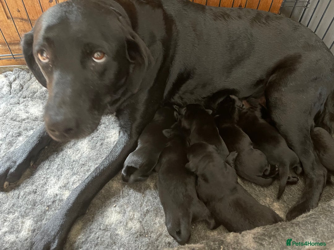 Labrador Retriever dogs for sale: Beautiful black Labrador pups - Image 2