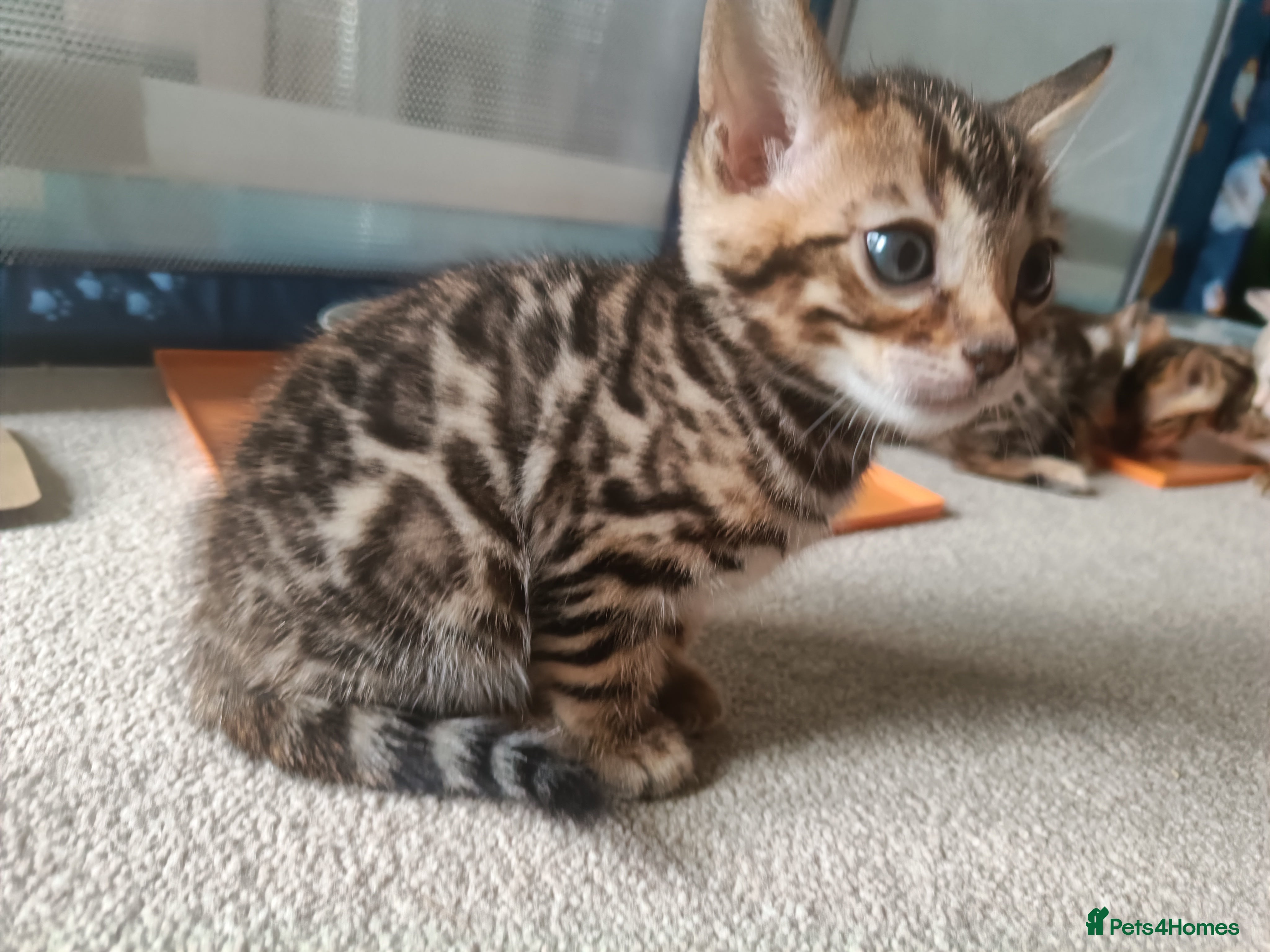 Bengal cats for sale: Absolutely beautiful pedigree bengal kittens - Advert 12