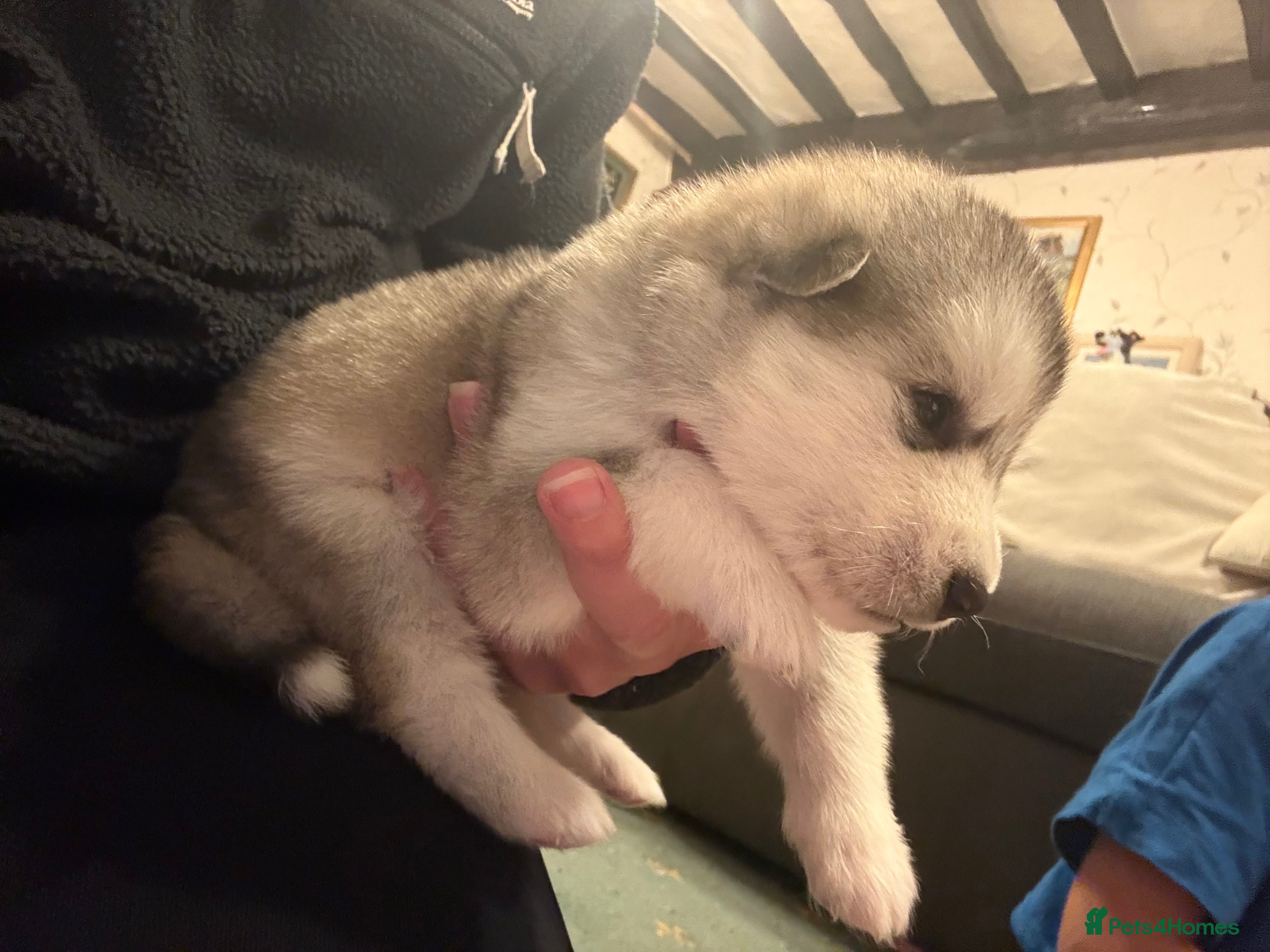 Alaskan Malamute dogs for sale: K.C Registered Quality Alaskan Malamute Puppies - Advert 8