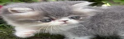 Exotic cats for sale: Exotic male kittens  - Advert 17