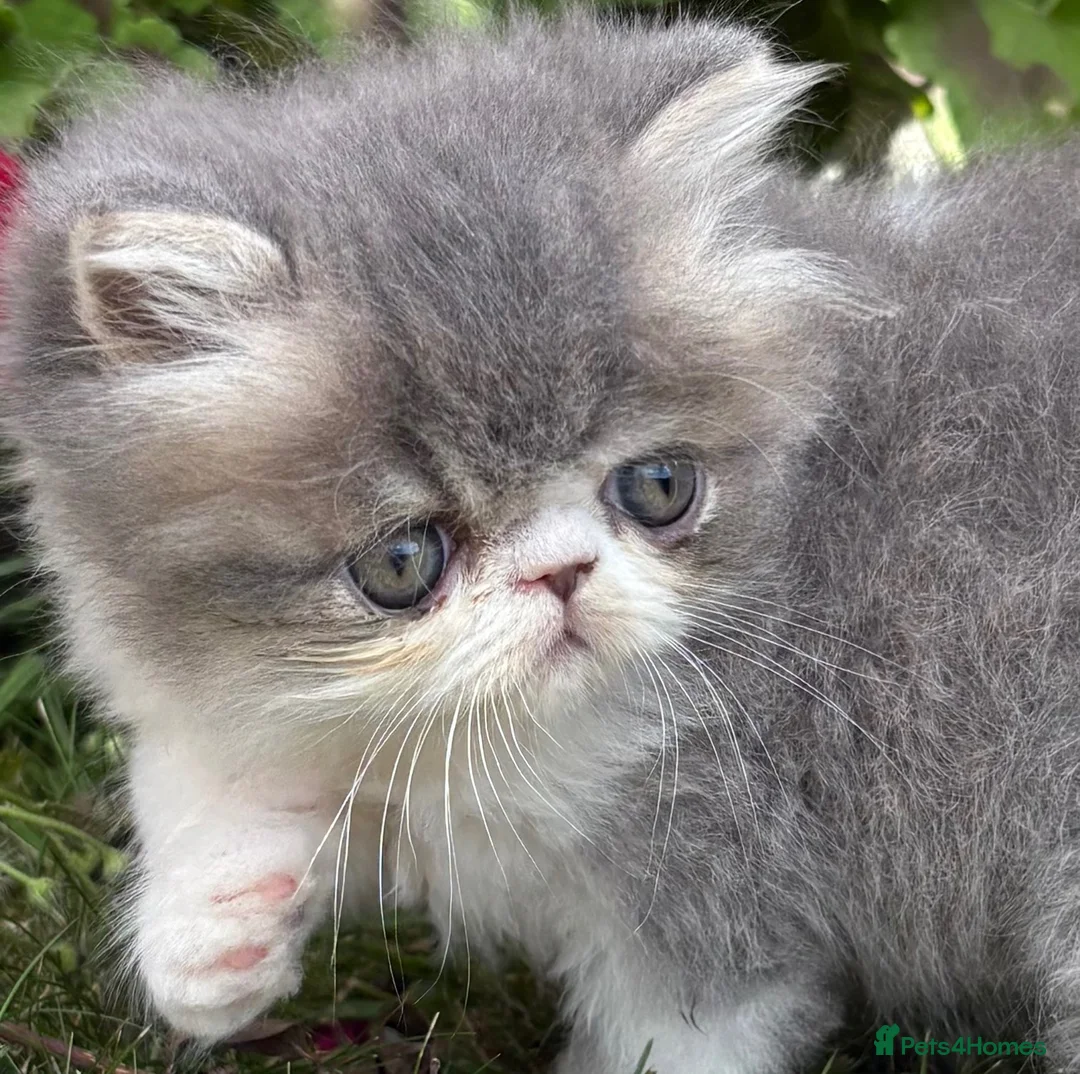 Exotic cats for sale: Exotic male kittens  - Advert 17