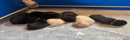 Labrador Retriever dogs for sale: KC registered Labrador pups from top working lines in Rugby - Advert 6