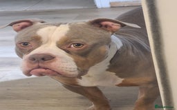 American Bully dogs for sale: Rehome my American Pocket Bully :( - Image 6