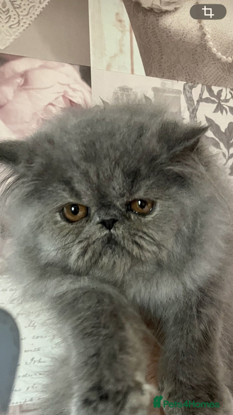 Persian cats for sale: 2 beautiful Persian cats  - Advert 1