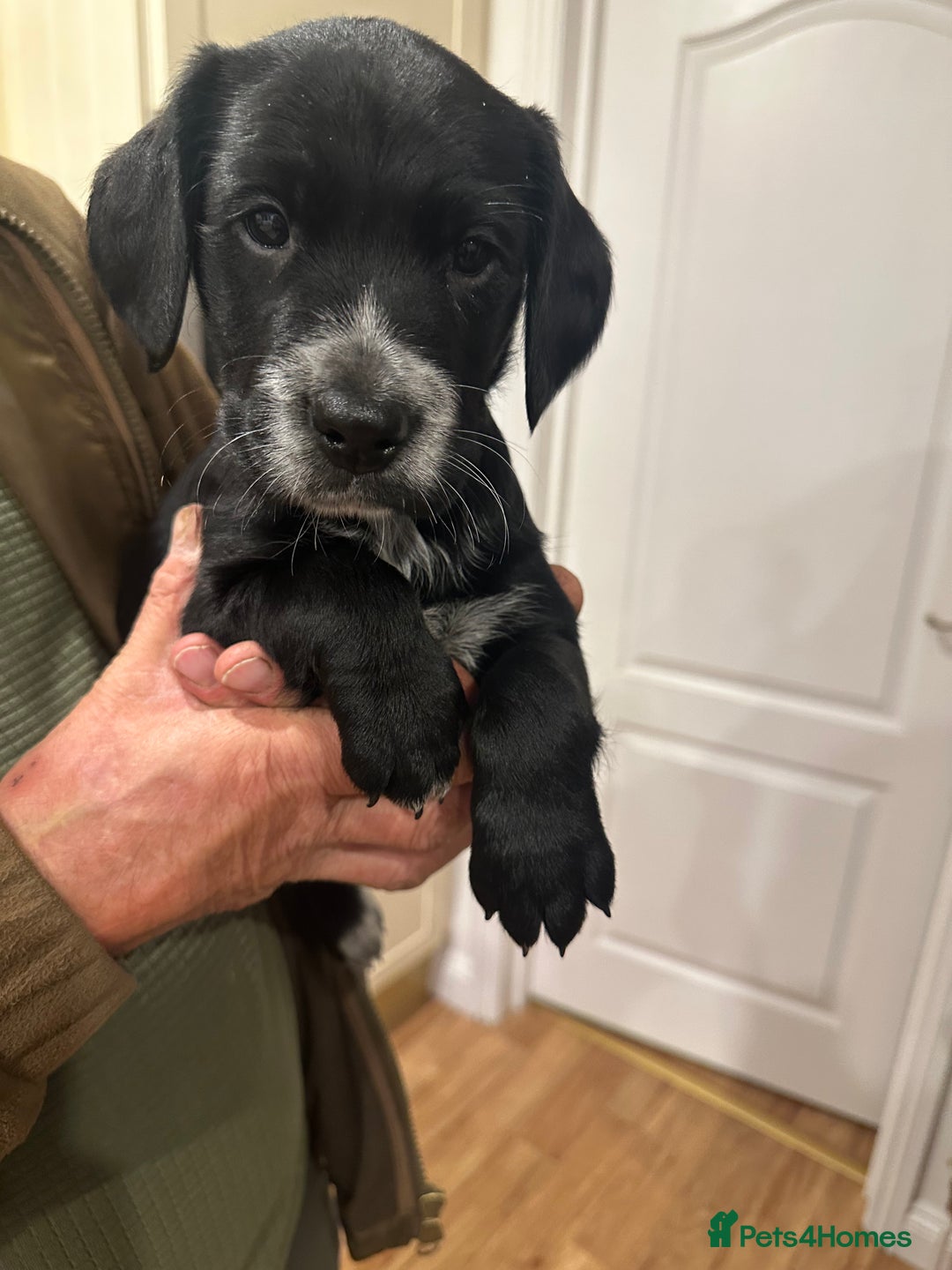 Mixed Breed dogs for sale: Sprockerdor puppies for sale - Image 6
