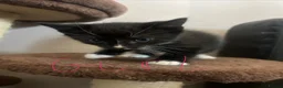 Mixed Breed cats for sale: 5 kittens for sale  - Advert 2