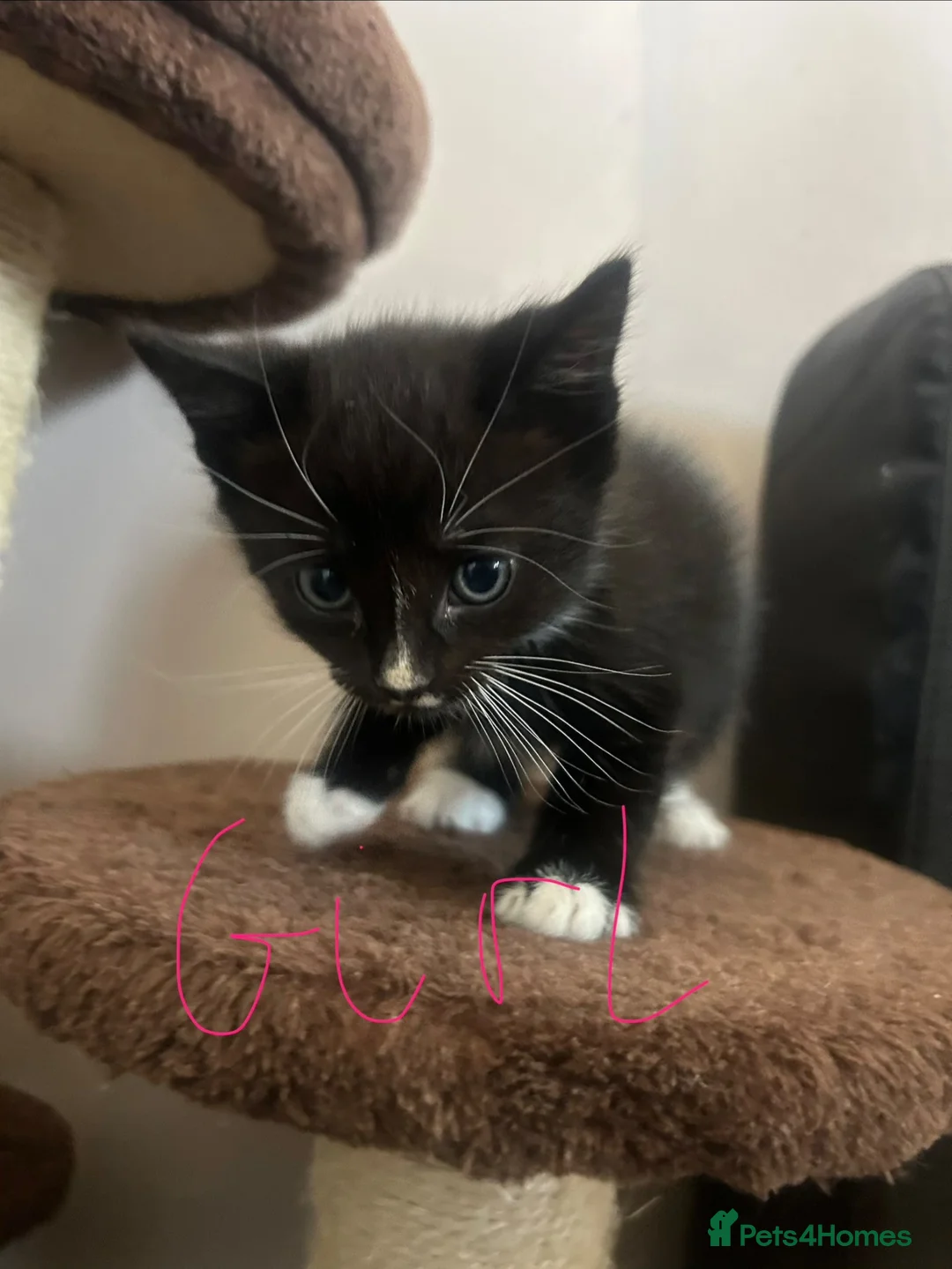 Mixed Breed cats for sale: 5 kittens for sale  - Advert 2
