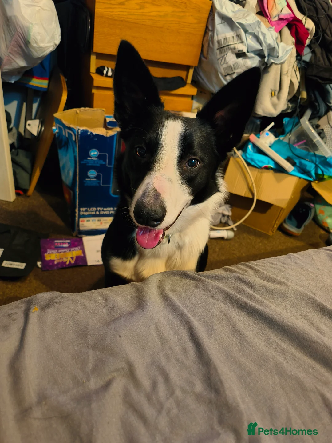 Border Collie dogs for sale: 14 month old border collie  - Advert 3
