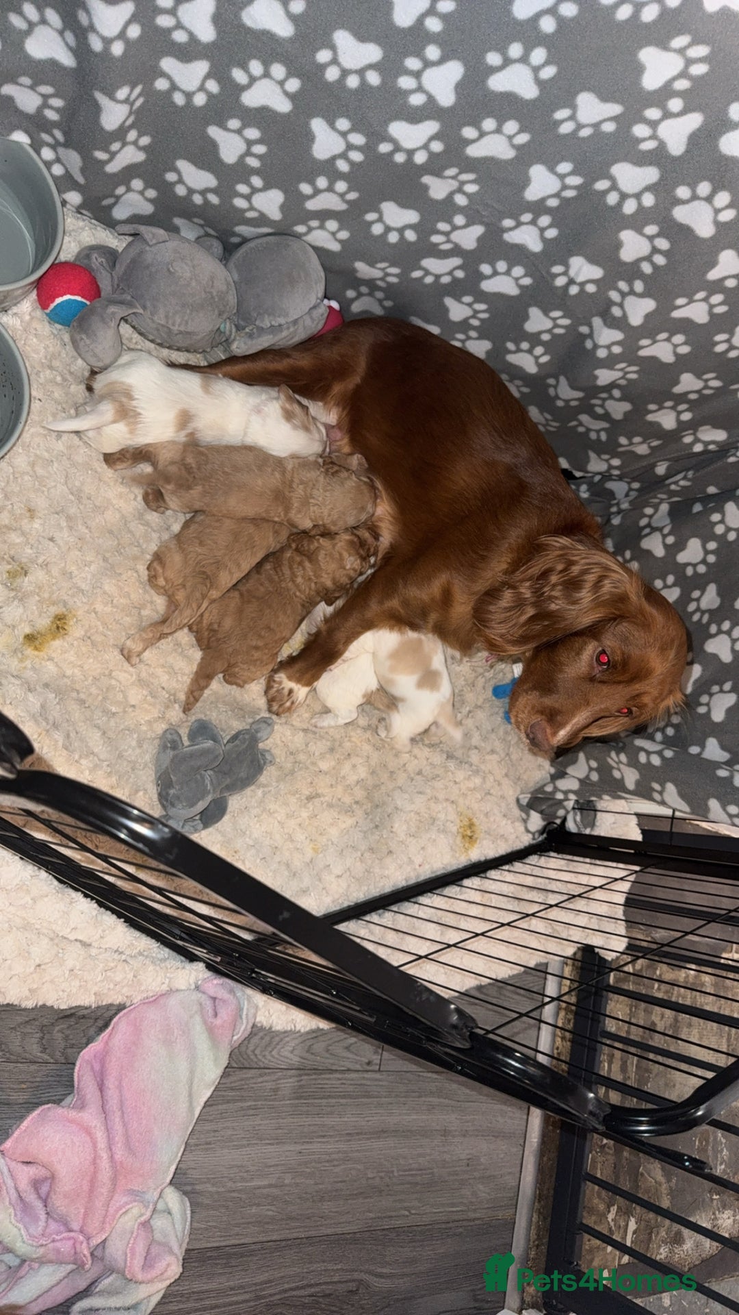 Cocker Spaniel dogs for sale: REDUCED💵cocker spaniel puppies 🩷💙 - Advert 2