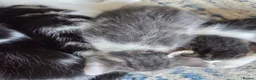 Mixed Breed cats for sale: 2 boys and 2 girls - Advert 10