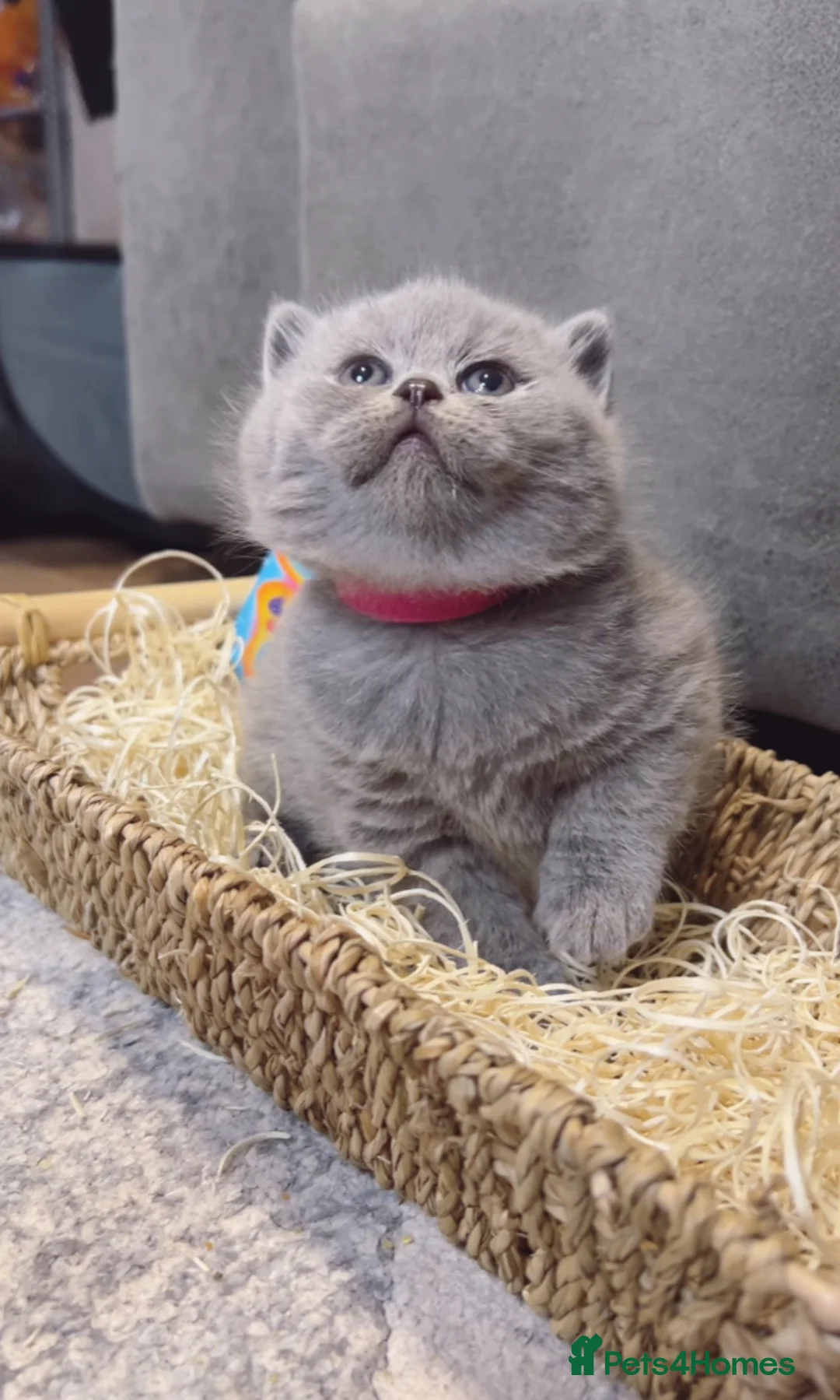 British Shorthair cats for sale: 100% Pure Pedigree Champion line Bsh Reg. Kitten - Advert 13
