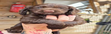 Cocker Spaniel 5