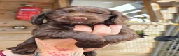 Cocker Spaniel dogs for sale: Stunning Working Cocker Pups KC Reg. - Advert 9