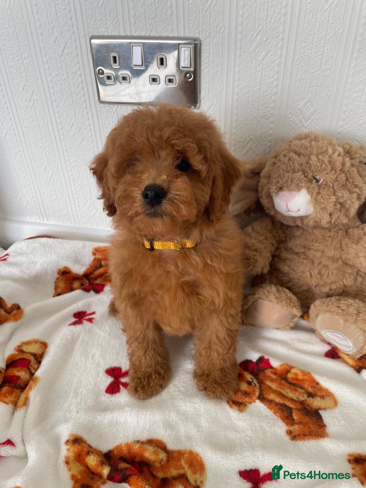 Cavapoochon dogs Adorable Cavapoochon puppies 💕 - Advert 2