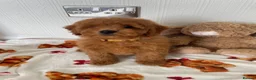 Cavapoochon dogs for sale: Adorable Cavapoochon puppies 💕 in Slough - Advert 2