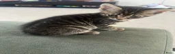 Mixed Breed cats for sale: Kitten  - Advert 1