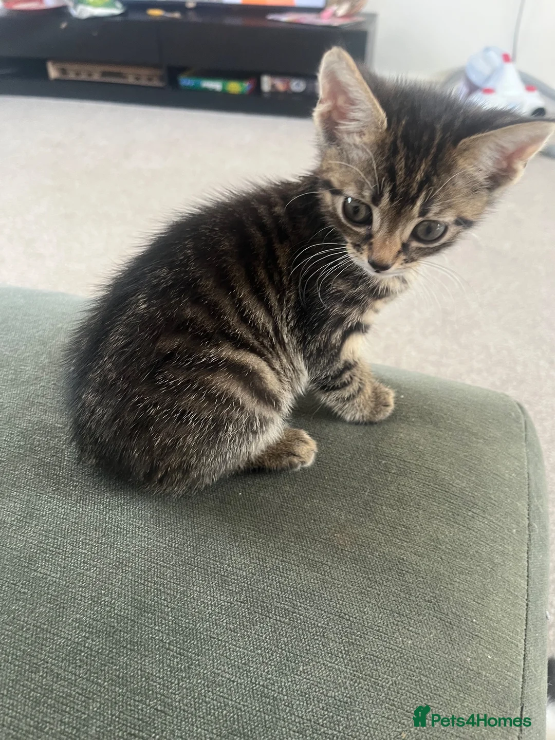 Mixed Breed cats for sale: Kitten  - Advert 1
