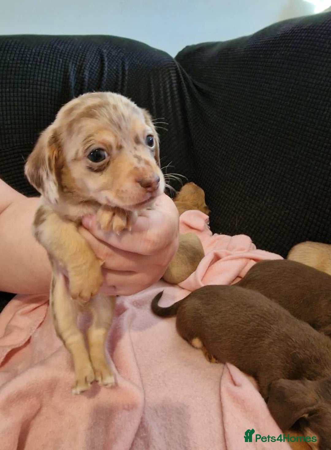 Chiweenie dogs for sale: 6 Chihuahua/Minature Dacshund Pups Ready to leave - Image 10