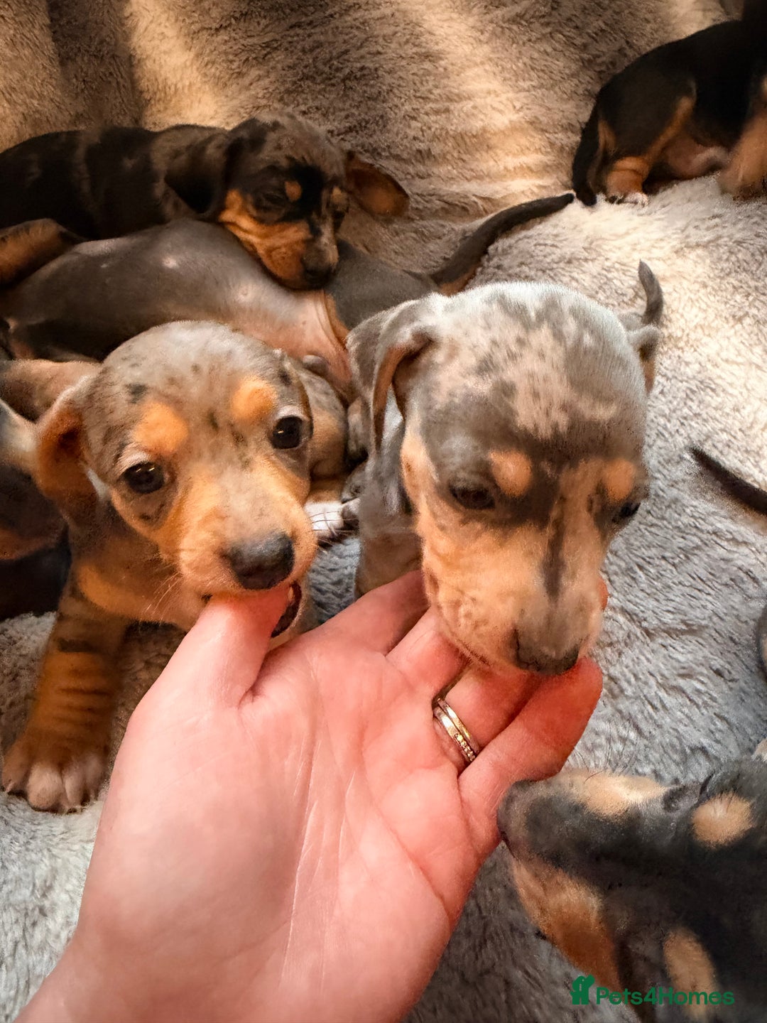 Dachshund dogs for sale: Family dogs first puppies - stunning Dachshunds  - Advert 31