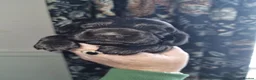 Cocker Spaniel dogs for sale: Cocker spaniel puppy's  - Advert 19