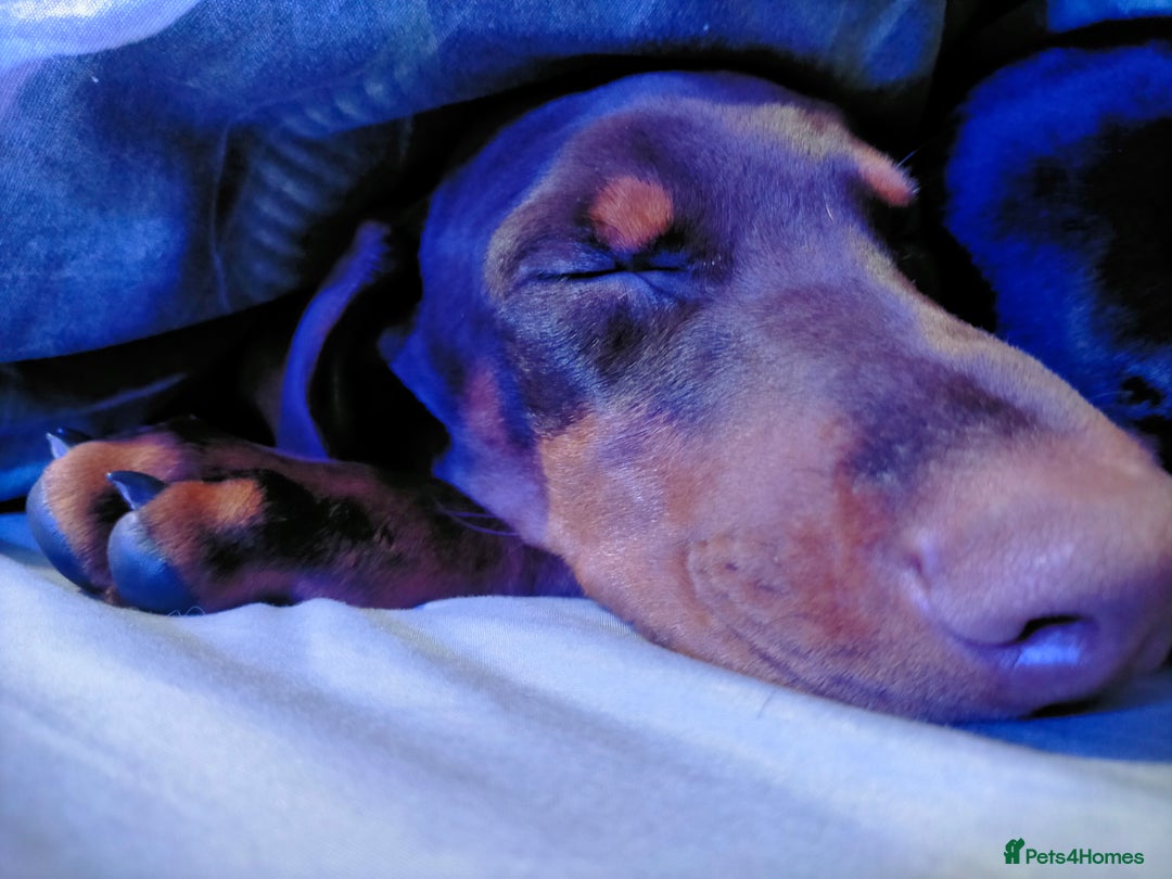 Dobermann dogs for sale: Dobermann puppies - Advert 33