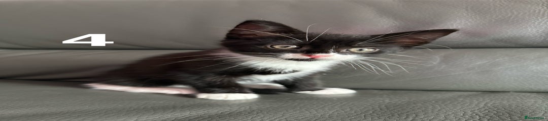 Domestic Shorthair Kitten 4