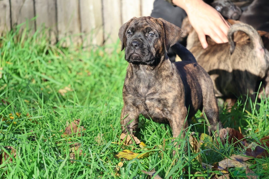 Presa Canario dogs for sale: Presa canario puppies (recognised breeder) - Image 29