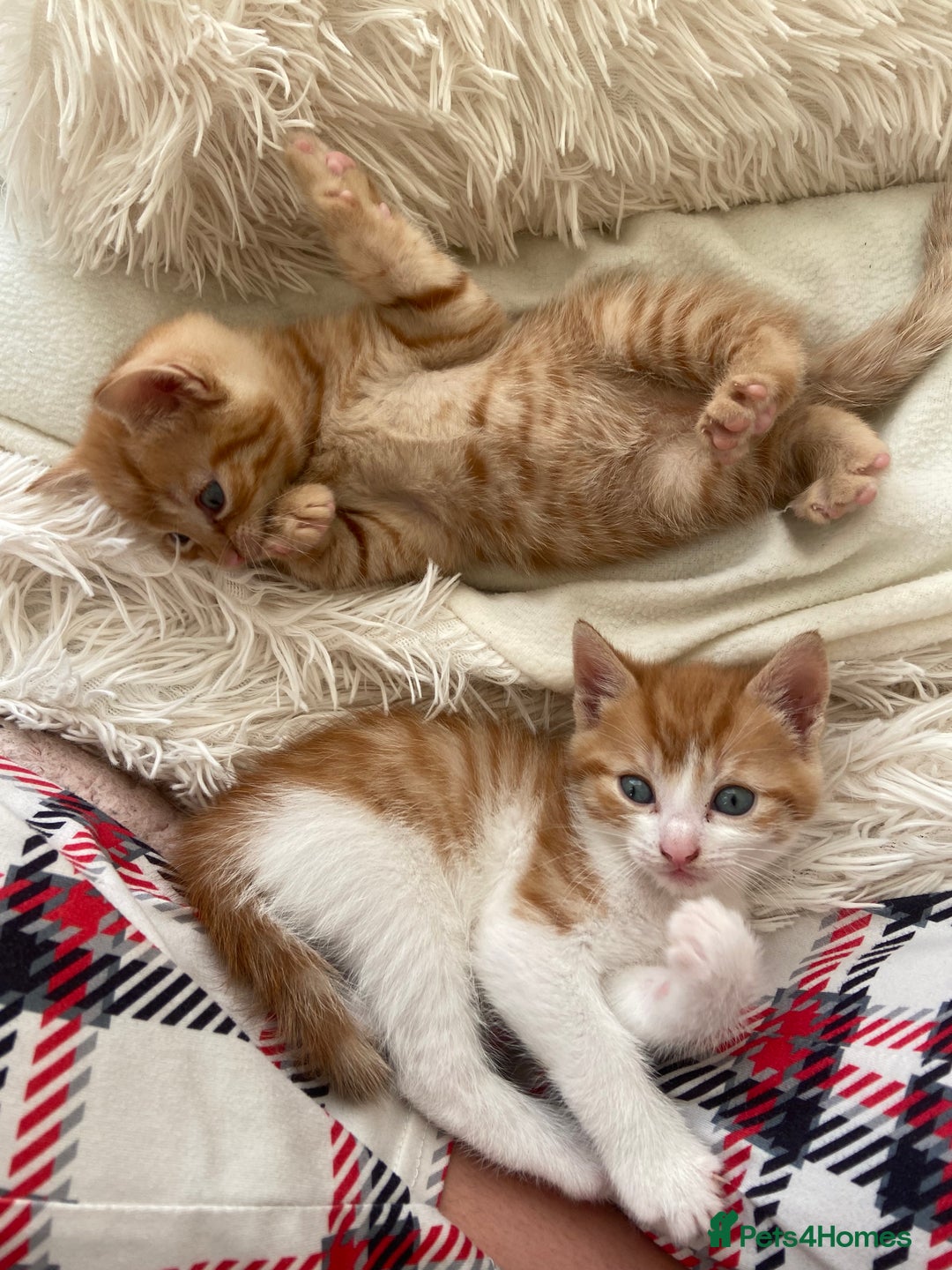 Mixed Breed cats for sale: 3 gorgeous ginger kittens available  - Image 5
