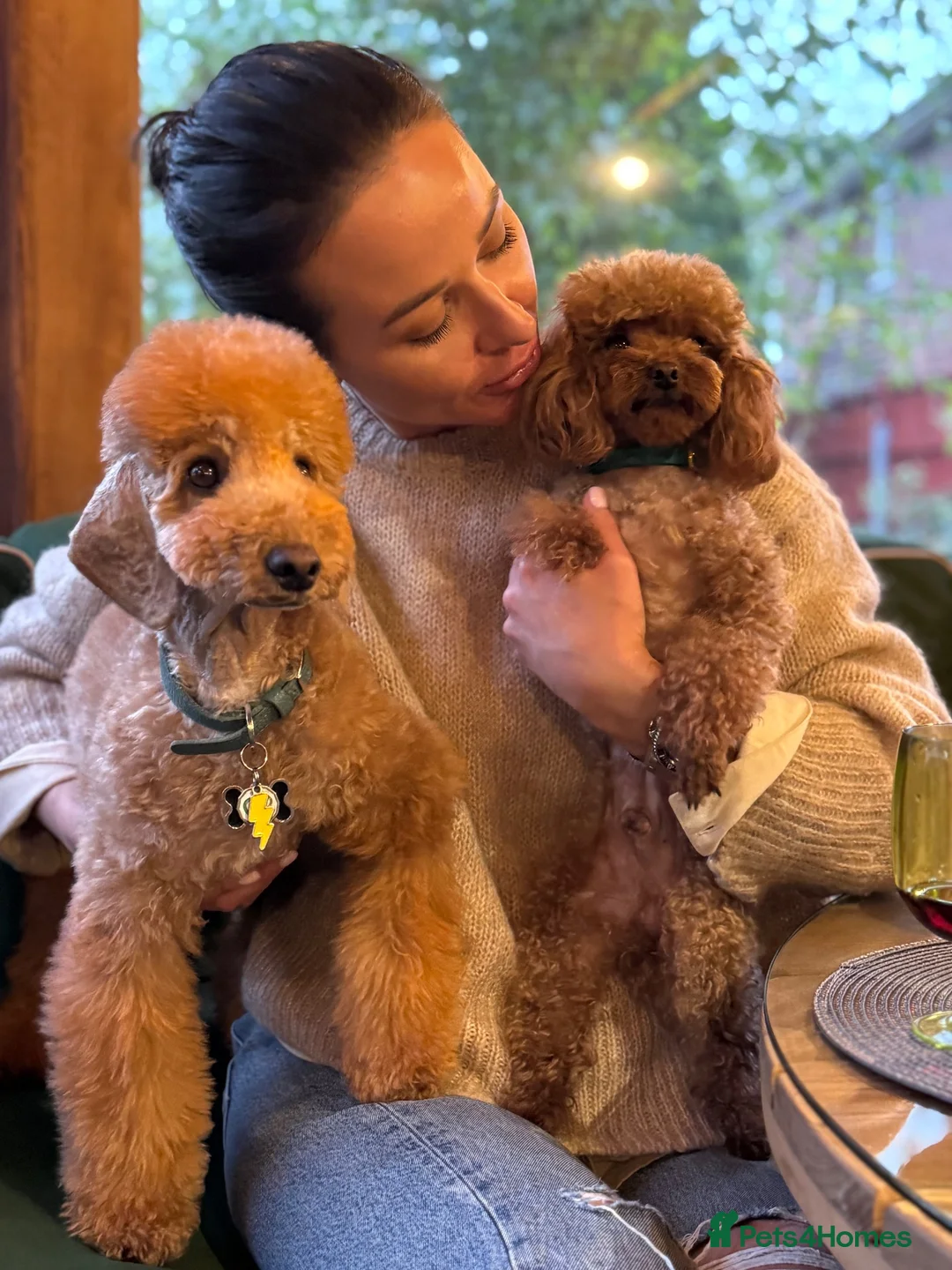 Toy Poodle dogs for sale: 🐩ASIAN Red Purebred Poodle Puppies|DNA Clear🧬 - Advert 30