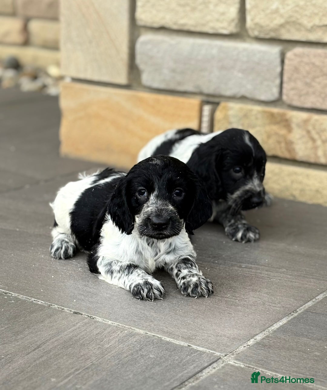 Cocker Spaniel dogs for sale: Gorgeous Cocker Spaniel Litter - Image 9