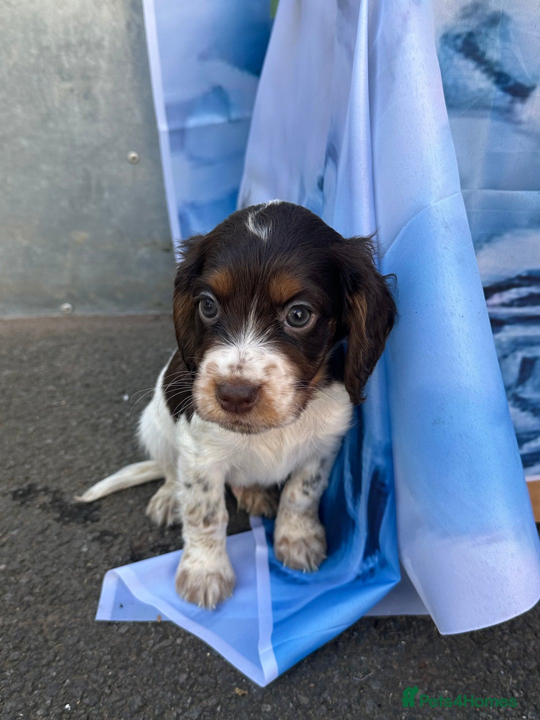 Cocker Spaniel dogs for sale: Kc registered cocker spaniels - Image 13