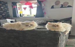 Persian cats for sale: 2 Persian kittens  - Image 2