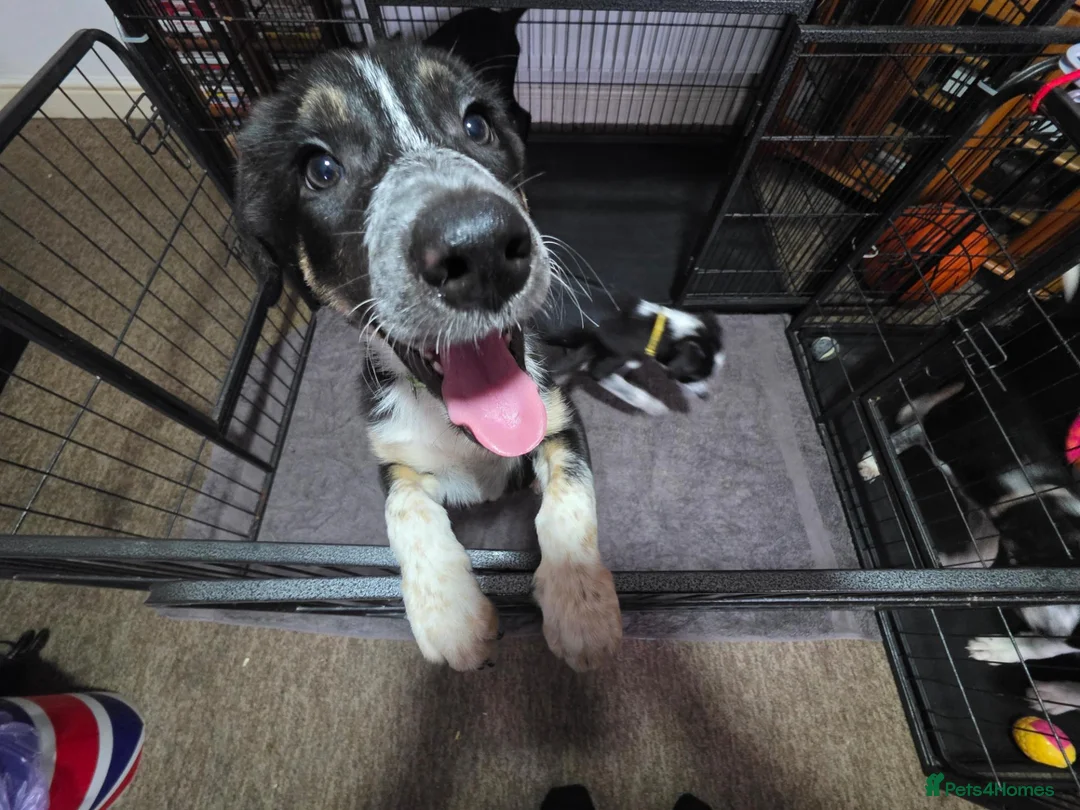 Border Collie dogs for sale: Border Collie pups x3 Female  in Bristol - Advert 2