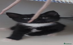Mixed Breed cats for sale: Tuxedo kitten looking for a new home - Image 2