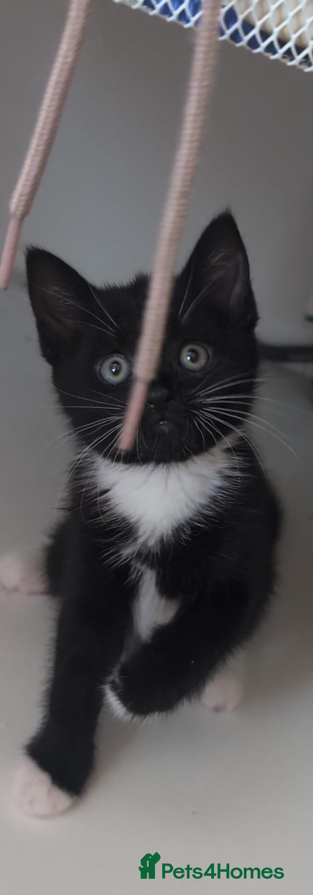 Mixed Breed cats for sale: Tuxedo kitten looking for a new home - Image 2