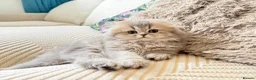 British Longhair cats for sale: Female  in London - Advert 12