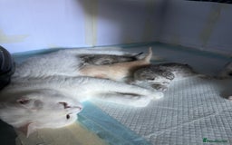 British Shorthair cats for sale: Gorgeous British Longhair & Shorthair Kittens - Image 39