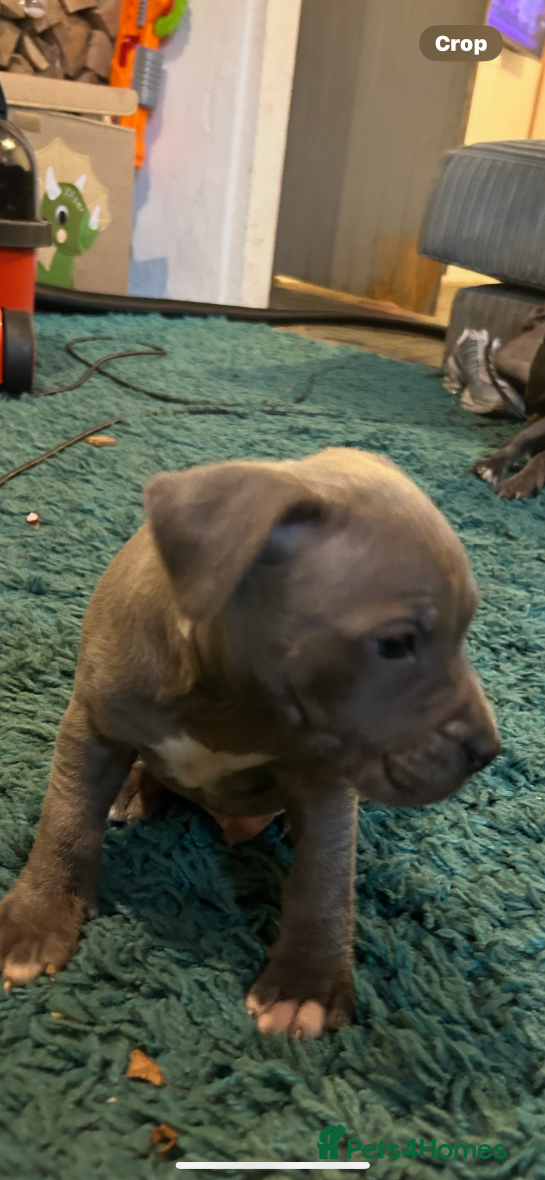 Staffordshire Bull Terrier dogs for sale: Blue kc registered staff puppies - Advert 5